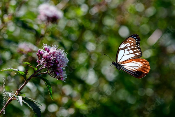 Obraz アサギマダラ