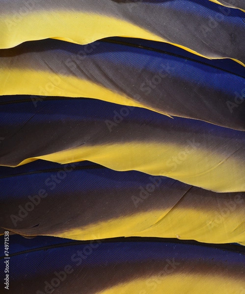 Obraz Macaw Feathers