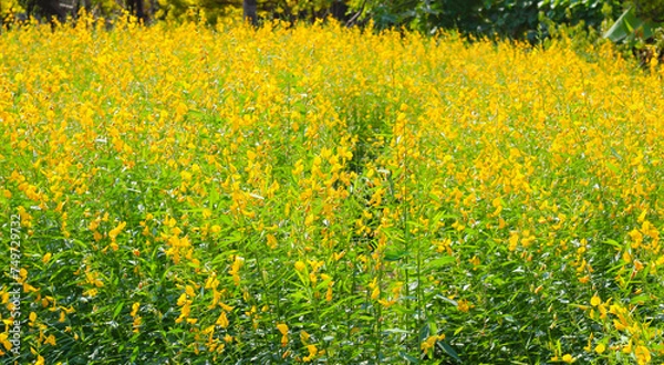 Obraz Sunn hemp or crotalaria juncea