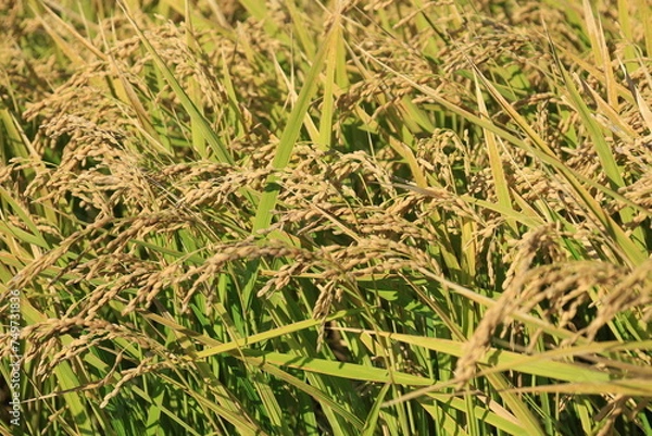 Fototapeta 田んぼで収穫を待つ稲穂の風景