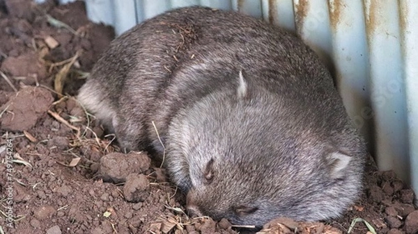 Obraz Hobart, Australia