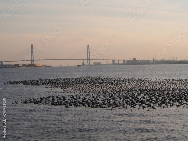 Obraz ウミウの大群