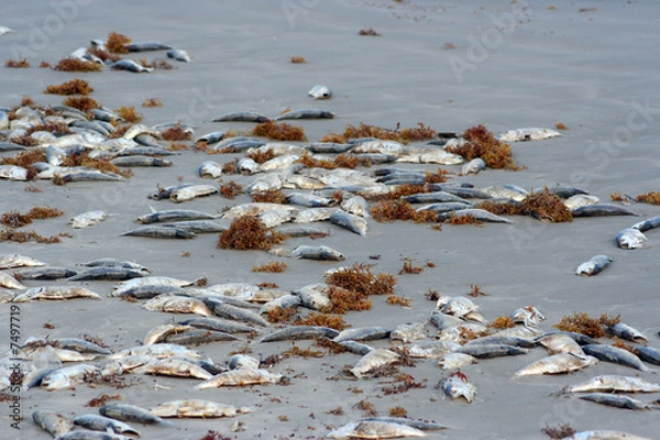 Obraz Dead Fish on the Beach