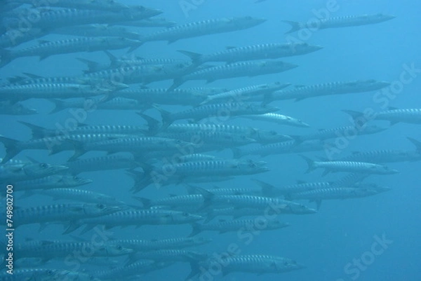 Obraz バラクーダ