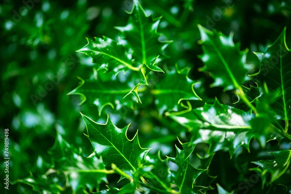 Fototapeta Image of very shinny everygreen holly or Ilex without red berries, clearly showing spikes on leaves