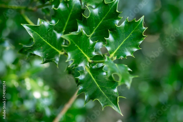 Fototapeta Single branch of very shinny everygreen holly or Ilex without red berries, clearly showing spikes on leaves
