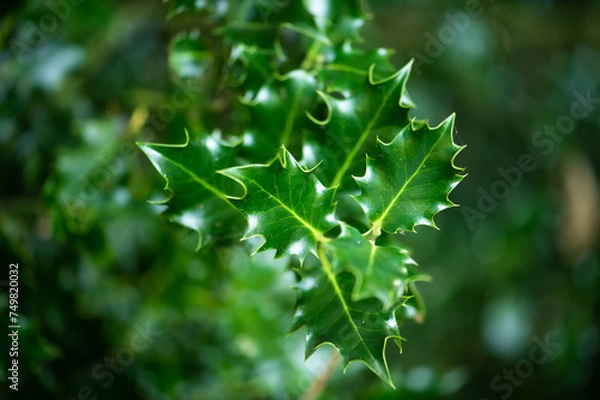 Fototapeta Single downward branch of very shinny everygreen holly or Ilex without red berries, clearly showing spikes on leaves