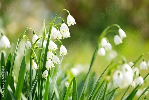 Obraz 咲き乱れるスノーフレーク