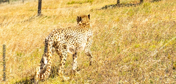 Fototapeta Cheetah or Acinonyx jubatus, walking away from camera  with long tail showing. Beautiful solid black spotted coat. Blurred green background. South Africa