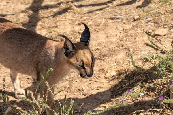 Fototapeta Single Caracal or Felis Caracal caracal, walking right with ears pointing upwards, against blurred background. South Africa