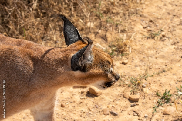 Fototapeta Single Caracal or Felis Caracal caracal, walking right with ears pointing upwards, against blurred background. South Africa
