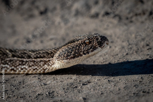 Fototapeta Puff adder close up
