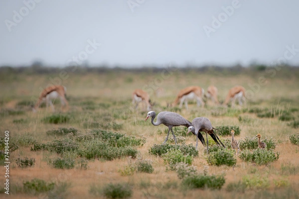 Obraz Blue cranes with chicks