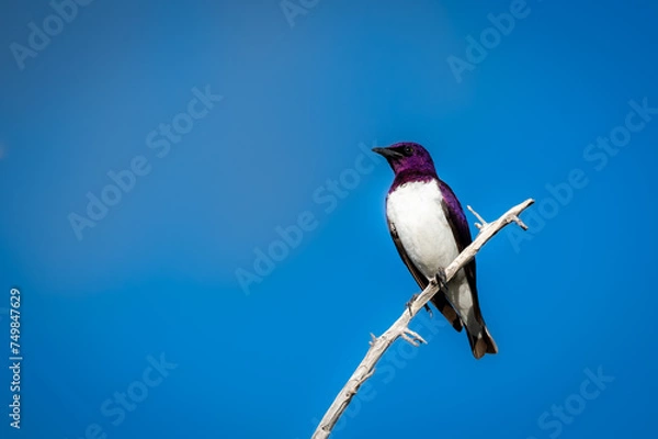 Fototapeta Violet-backed starling