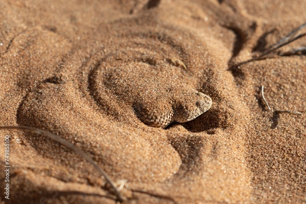 Fototapeta Perringuey's adde