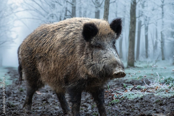 Obraz Starker Keiler im Raureif