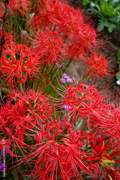 Fototapeta 仏教の花　彼岸花