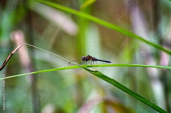 Fototapeta 珍しいトンボ　マダラナニワトンボ
