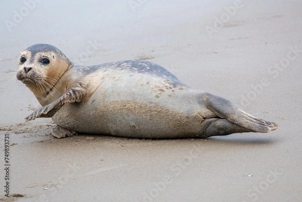 Fototapeta young seal on the beach of westkapelle Zeeland Netherlands in February