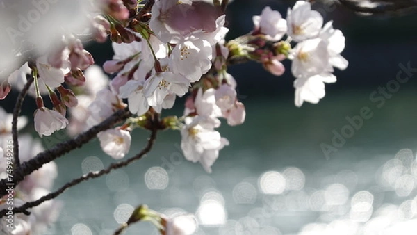 Fototapeta 桜並木