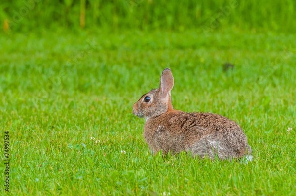 Fototapeta Cottontail Rabbit