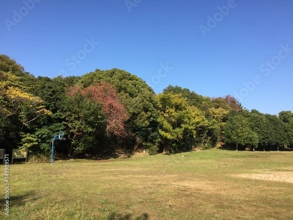 Obraz 森の開けた芝生にバスケットゴールがある公園