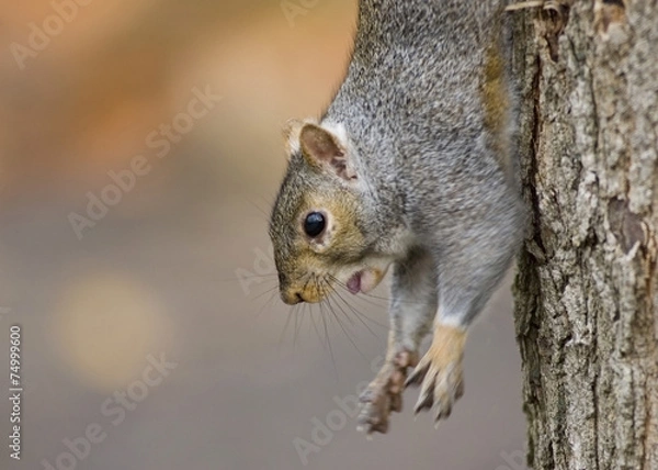 Obraz Grey Squirrel (Sciurus carolinensis)