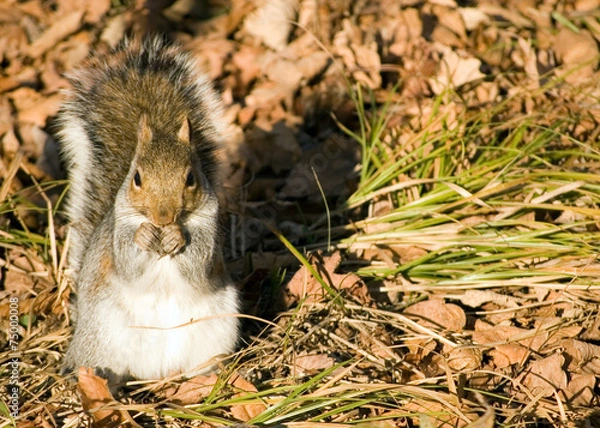 Fototapeta Gray Squirrel
