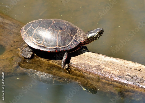 Fototapeta Painted Turtle