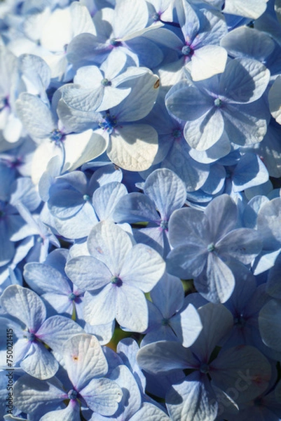 Fototapeta A blue hydrangea flower in the garden
