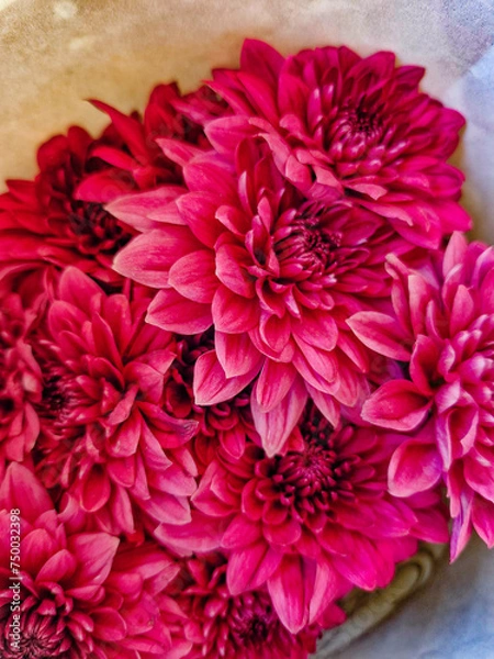 Fototapeta red flower