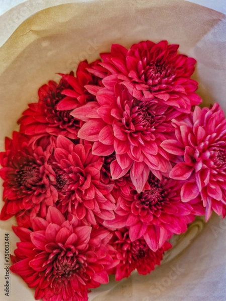 Fototapeta red flower