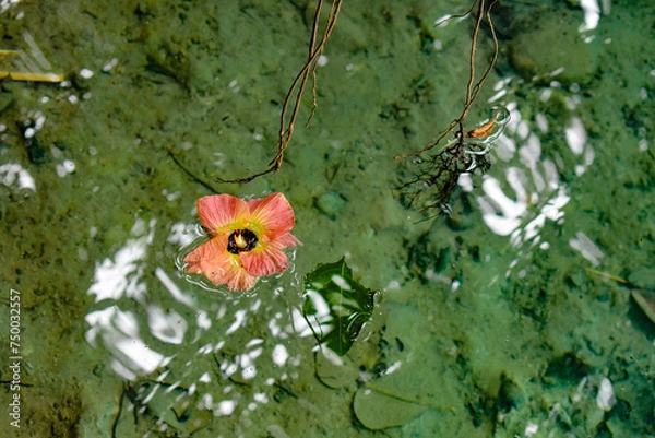 Fototapeta Floating flower
