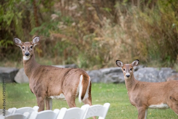 Fototapeta White-Tailed Deer