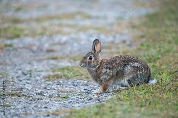 Fototapeta Eastern Cottontail
