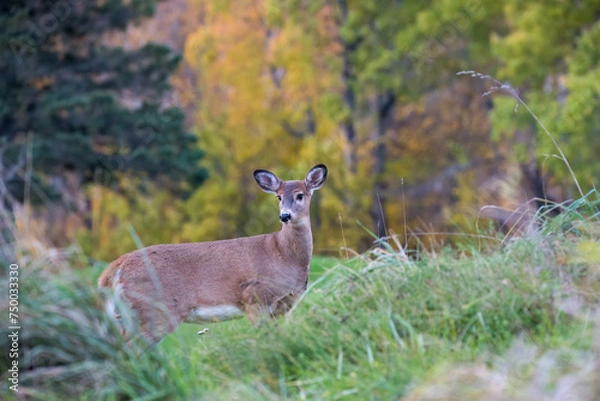Fototapeta White-Tailed Deer