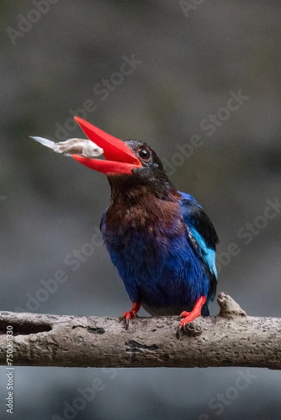 Obraz The Javan kingfisher is perched enjoying solitude while observing the surrounding environment to hunt and look for prey to eat