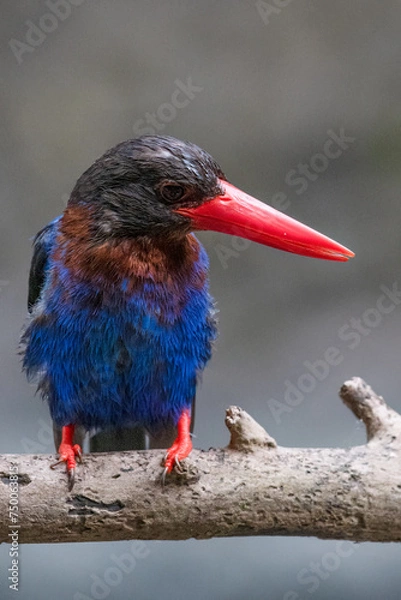 Obraz The Javan kingfisher is perched enjoying solitude while observing the surrounding environment to hunt and look for prey to eat