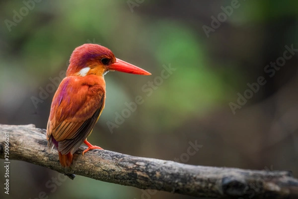 Obraz A rufous-backed kingfisher is perched on a tree branch in a lowland tropical forest and watches its surroundings for food
