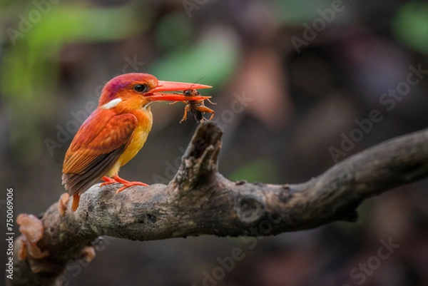 Obraz A rufous-backed kingfisher is perched on a tree branch in a lowland tropical forest and watches its surroundings for food