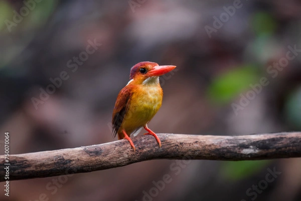 Obraz A rufous-backed kingfisher is perched on a tree branch in a lowland tropical forest and watches its surroundings for food