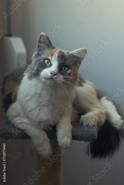 Obraz Gato encima de su rascador