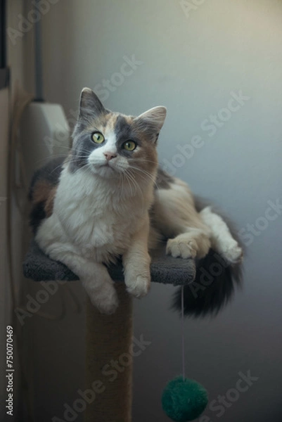 Obraz Gato encima de su rascador