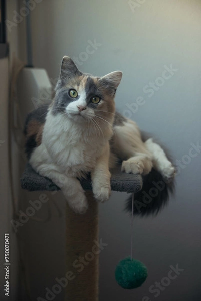 Obraz Gato encima de su rascador