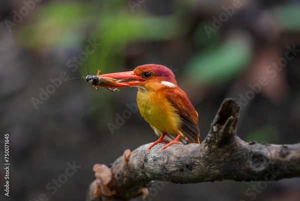 Obraz A rufous-backed kingfisher is perched on a tree branch in a lowland tropical forest and watches its surroundings for food