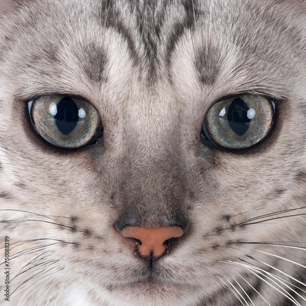 Obraz bengal kitten in studio