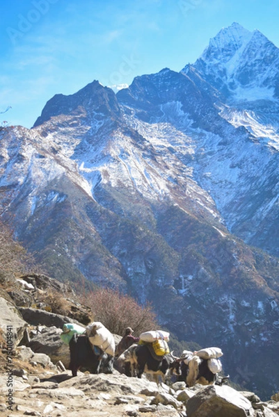 Fototapeta Himalayan Yak with snow covered mountains