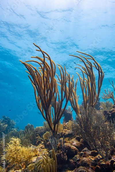 Obraz Gorgonia at Oostpunt / Eastpoint, Curaçao