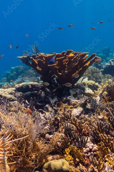 Obraz Elkhorn Coral at Oostpunt / Eastpoint, Curaçao