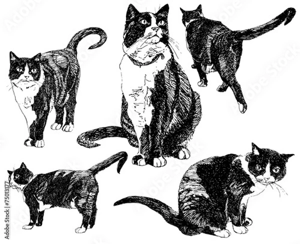 Fototapeta Set of hand drawn cats.